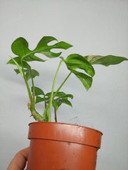 Monstera Minima (Raphidophora Tetrasperma) Thai Constellation
