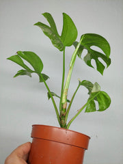 Monstera Minima (Raphidophora Tetrasperma) Thai Constellation