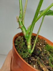 Monstera Minima (Raphidophora Tetrasperma) Thai Constellation