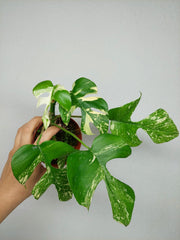 Monstera Minima (Raphidophora Tetrasperma) Thai Constellation