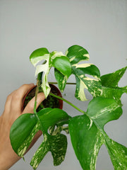 Monstera Minima (Raphidophora Tetrasperma) Thai Constellation