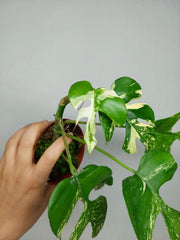 Monstera Minima (Raphidophora Tetrasperma) Thai Constellation