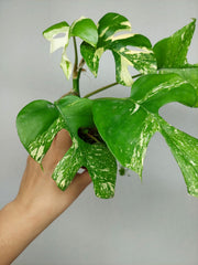 Monstera Minima (Raphidophora Tetrasperma) Thai Constellation