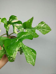 Monstera Minima (Raphidophora Tetrasperma) Thai Constellation