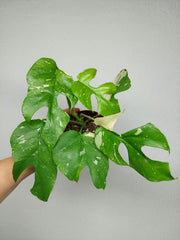 Monstera Minima (Raphidophora Tetrasperma) Thai Constellation