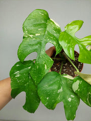 Monstera Minima (Raphidophora Tetrasperma) Thai Constellation