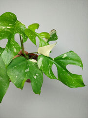 Monstera Minima (Raphidophora Tetrasperma) Thai Constellation