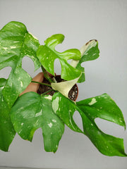 Monstera Minima (Raphidophora Tetrasperma) Thai Constellation