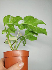 Monstera Minima (Raphidophora Tetrasperma) Thai Constellation