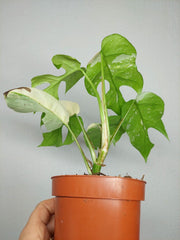 Monstera Minima (Raphidophora Tetrasperma) Thai Constellation
