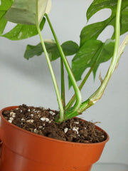 Monstera Minima (Raphidophora Tetrasperma) Thai Constellation