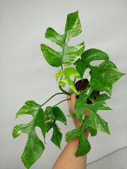 Monstera Minima (Raphidophora Tetrasperma) Thai Constellation