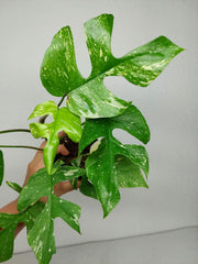 Monstera Minima (Raphidophora Tetrasperma) Thai Constellation