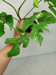 Monstera Minima (Raphidophora Tetrasperma) Thai Constellation