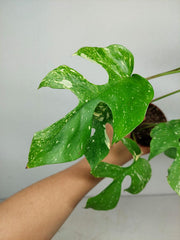 Monstera Minima (Raphidophora Tetrasperma) Thai Constellation