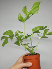 Monstera Minima (Raphidophora Tetrasperma) Thai Constellation