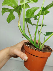 Monstera Minima (Raphidophora Tetrasperma) Thai Constellation