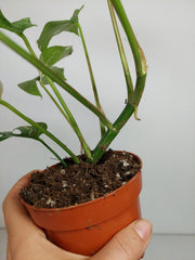 Monstera Minima (Raphidophora Tetrasperma) Thai Constellation
