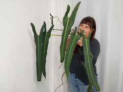 Philodendron Spiritus Sancti XXL