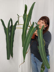 Philodendron Spiritus Sancti XXL