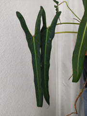 Philodendron Spiritus Sancti XXL