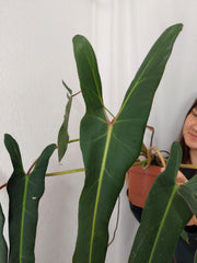 Philodendron Spiritus Sancti XXL