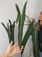 Philodendron Spiritus Sancti XXL