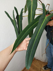 Philodendron Spiritus Sancti XXL