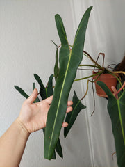 Philodendron Spiritus Sancti XXL