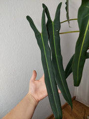 Philodendron Spiritus Sancti XXL