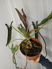 Philodendron Spiritus Sancti XXL