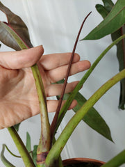 Philodendron Spiritus Sancti XXL