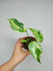 Monstera Electrolight
