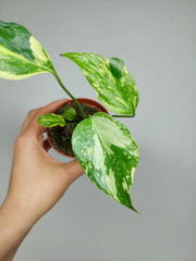 Monstera Electrolight