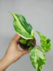 Monstera Electrolight