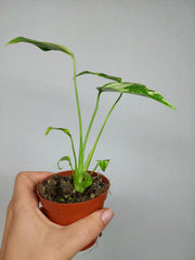 Monstera Electrolight