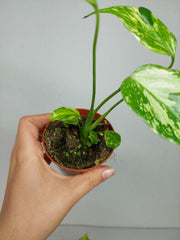 Monstera Electrolight