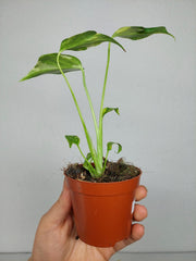 Monstera Electrolight