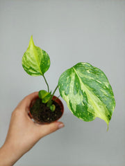 Monstera Electrolight
