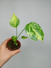 Monstera Electrolight