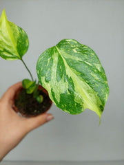 Monstera Electrolight