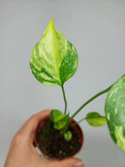 Monstera Electrolight