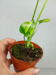 Monstera Electrolight