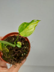 Monstera Electrolight