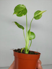 Monstera Electrolight