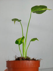 Monstera Electrolight