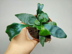 Microsorum Siamensis