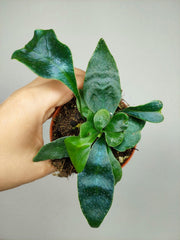 Microsorum Siamensis