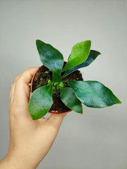 Microsorum Siamensis