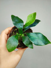 Microsorum Siamensis